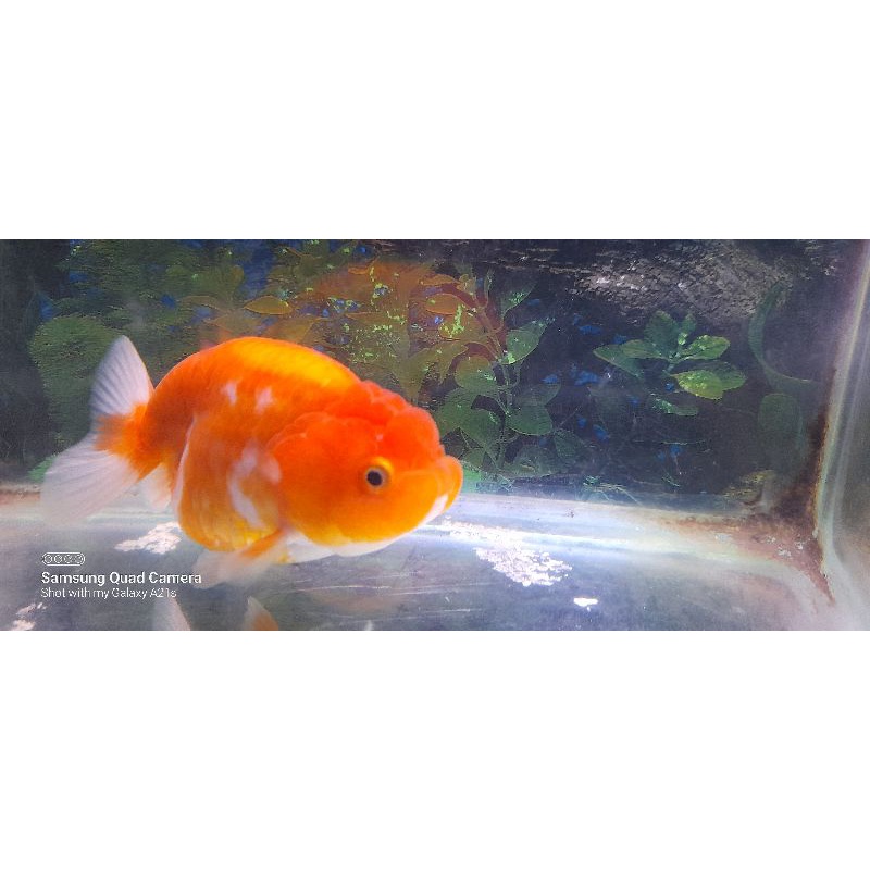

ikan lionchu kombinasi