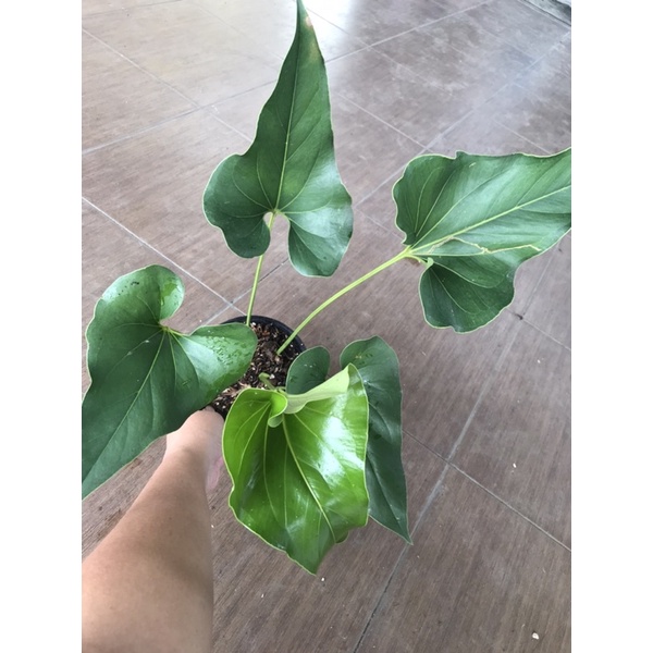 sesuai foto ukuran besar anthurium brownii/ anthurium corong