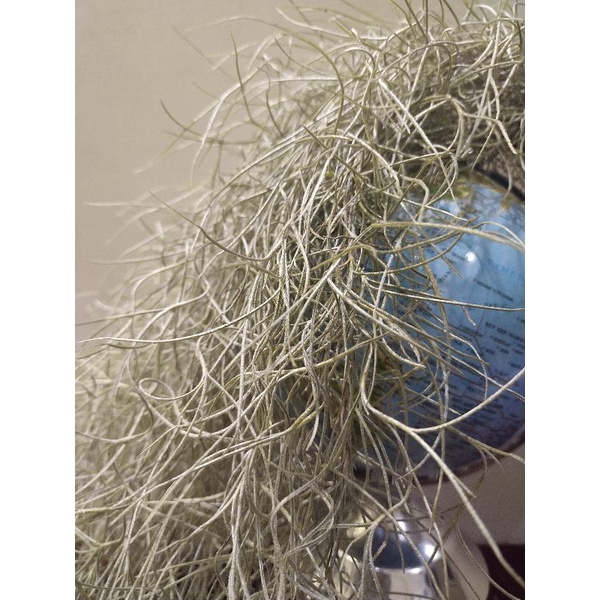 JENGGOT MUSA /TILLANDSIA  USNEOIDES / SPANISH MOSS