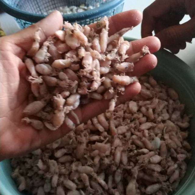 

baby cumi size 0,5-1cm premium/1000gr