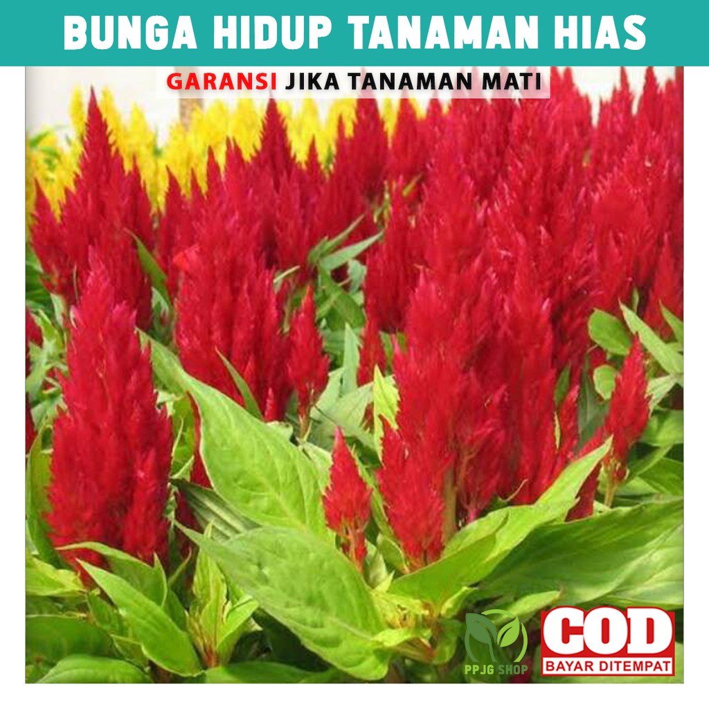 

Bunga Hidup Tanaman Hias Celosia Merah Hiasan Taman