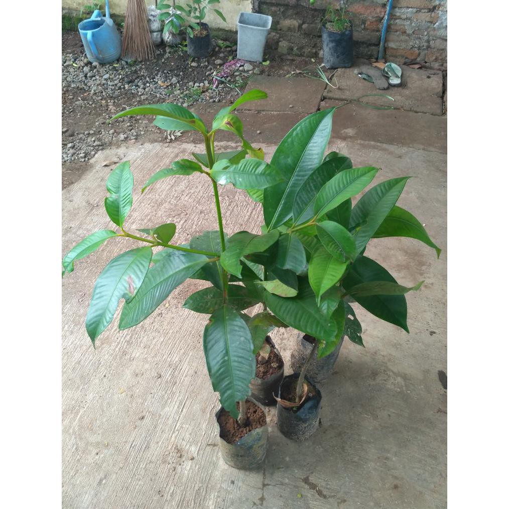 Ny4R Bibit Tanaman Buah Manggis Super