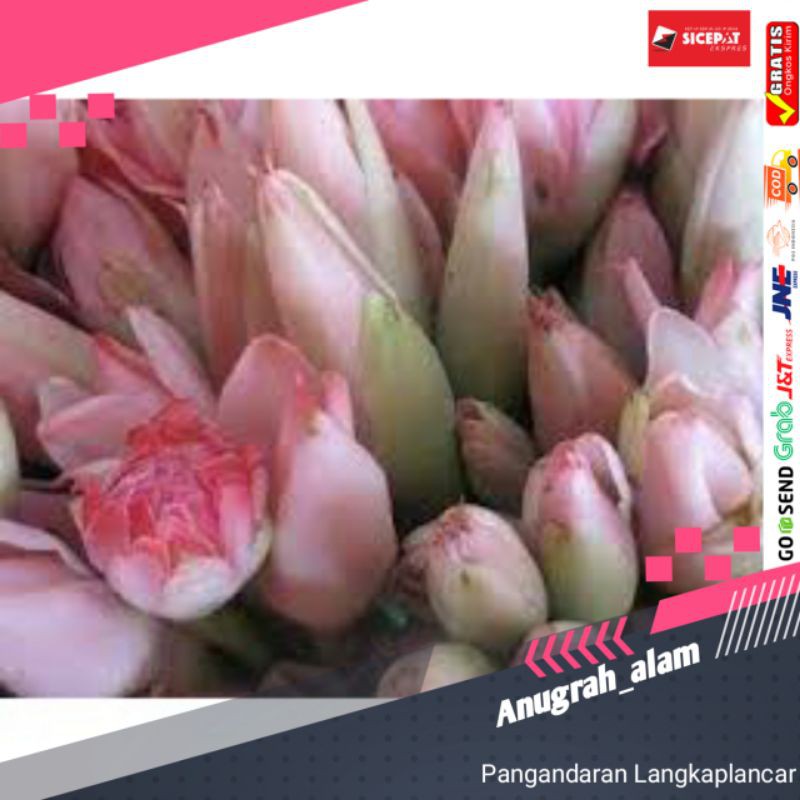 

BUNGA ROMBEH ATOU KECOMRANG SEGAR 2 kg