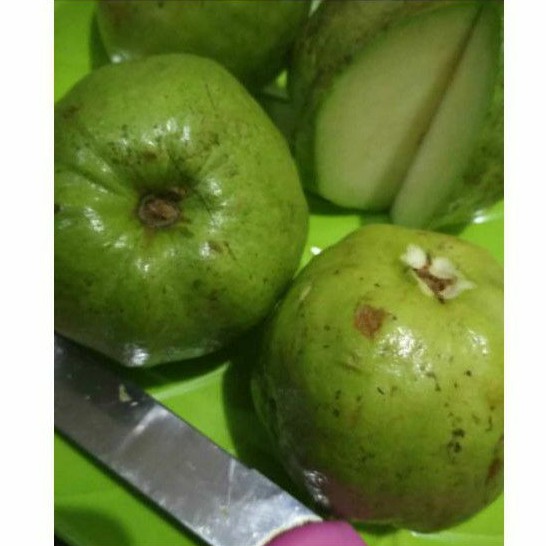 

Jambu Kristal 1 KG