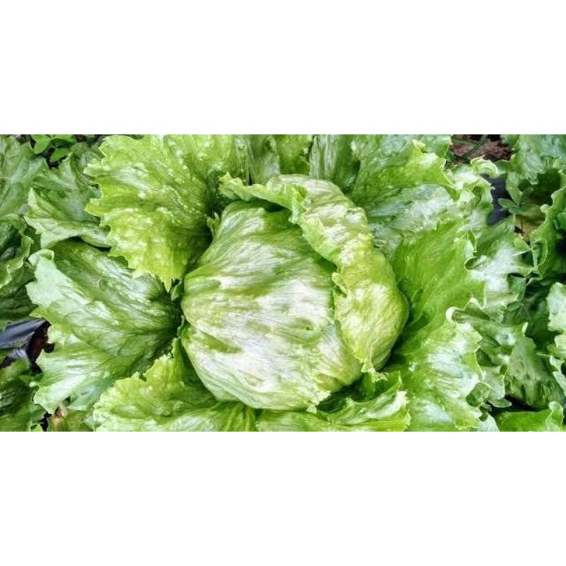 Benih Selada Iceberg Selada Bokor Head Lettuce