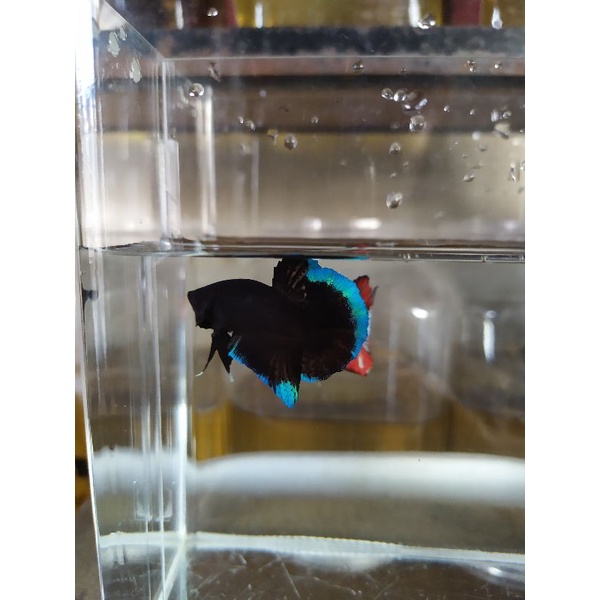 ikan cupang BBL/Gordon