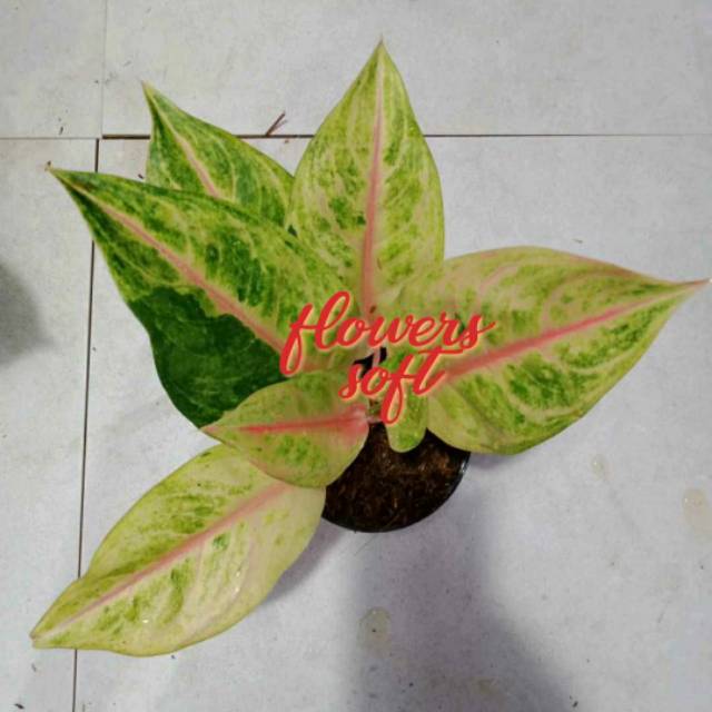 Aglonema Golden Siam