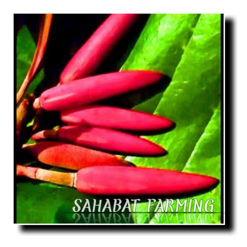 

Bibit kantil merah cepat berbunga( beli 2 gratis 1)