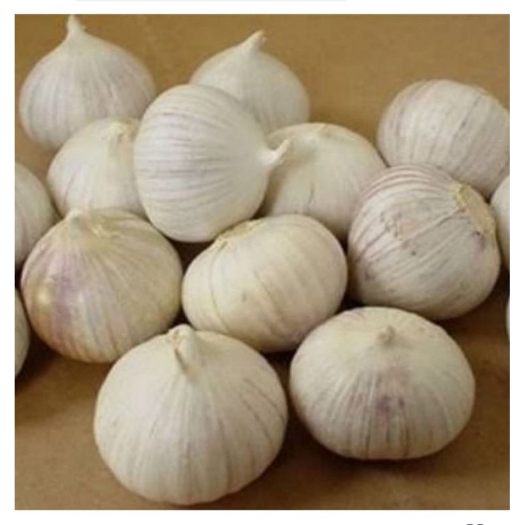 

BAWANG PUTIH TUNGGAL - 100 GR
