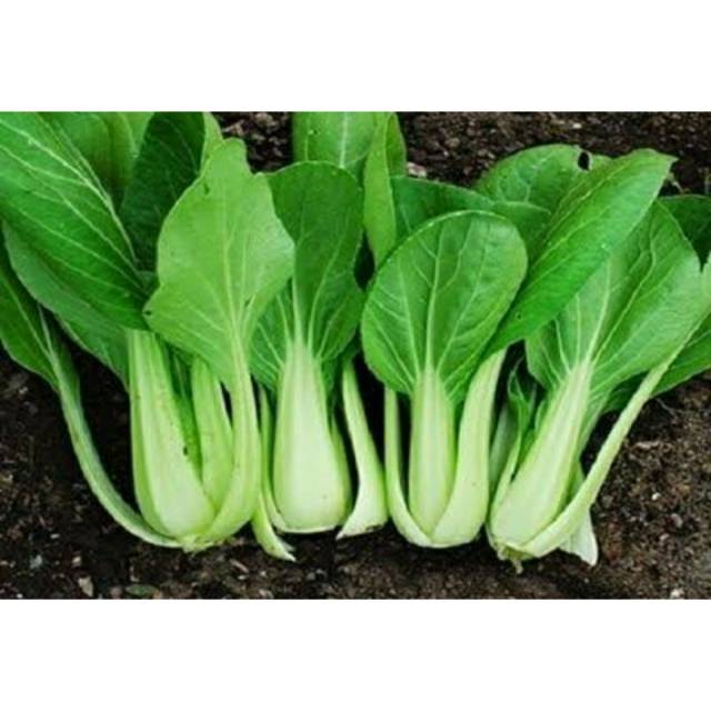 

Pakcoy / bakcoy / pokcoy