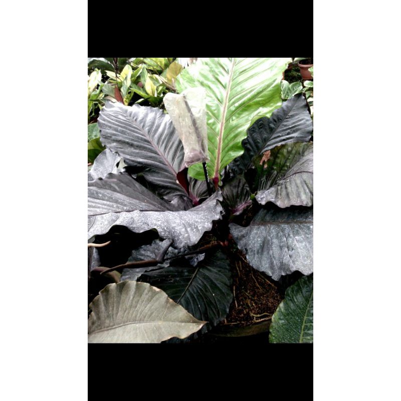 Antorium black armani