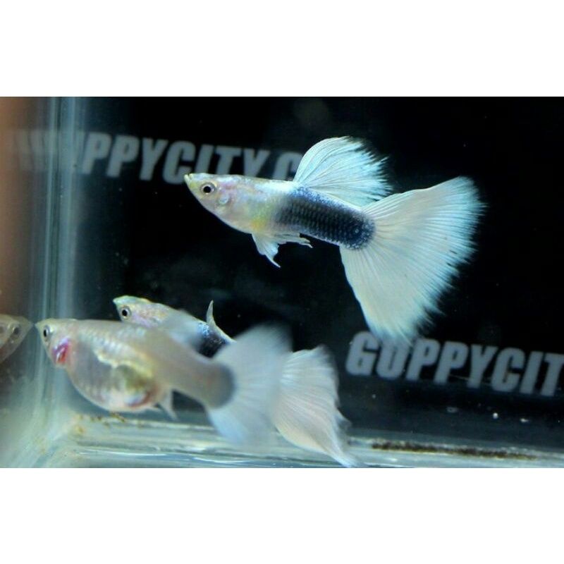 Guppy HB white