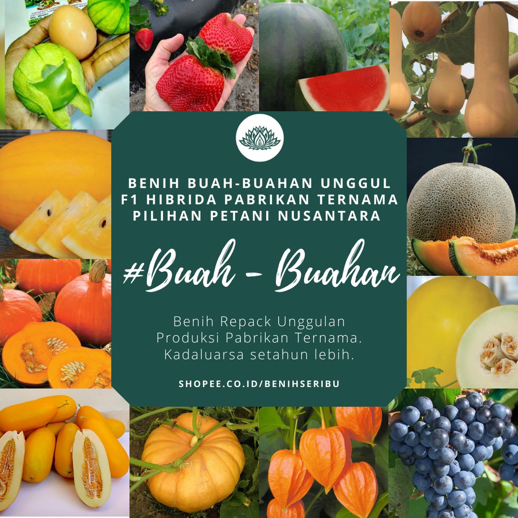 BS-BYL Benih Buah Bibit Tanaman Buah F1 Hibrida Unggul Anggur Strawberry Semangka Melon Labu Pepaya Jambu Blackberry Ciplukan Raspberry dll-1