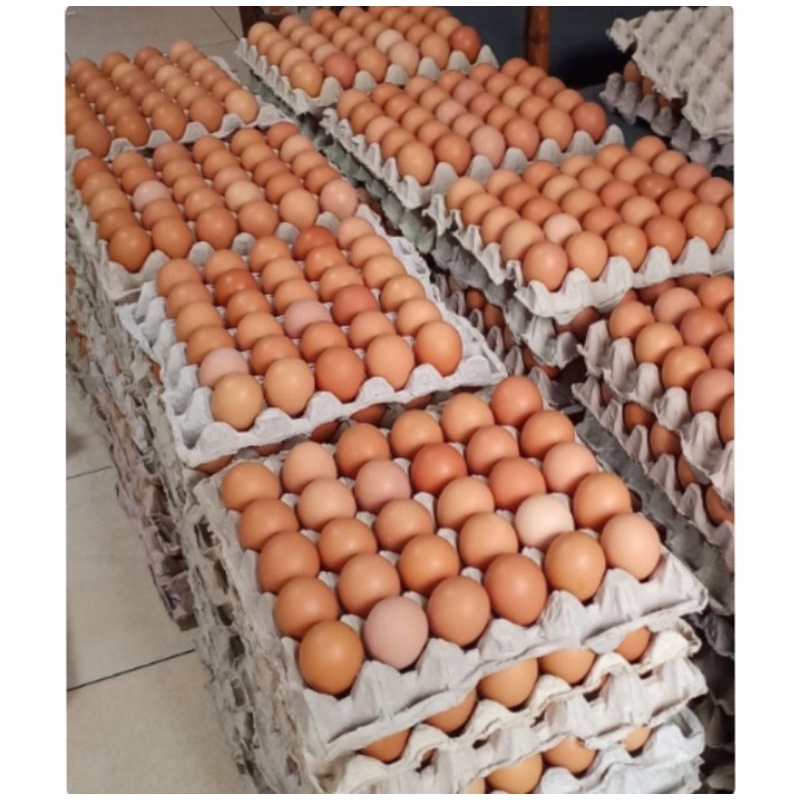 

Telur Ayam segar
