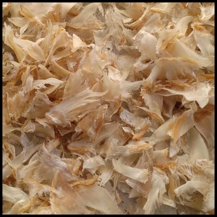 

Sirip Ikan Hiu Kering Murah 100 Gram