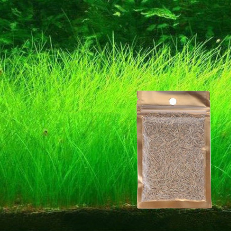 Bibit Benih Big Cow Fescue Carpet Seed Aquascape Aquarium Plant Seed