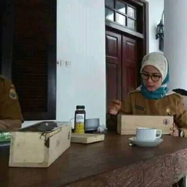 Bibit lebah trigona pull sarang kotak