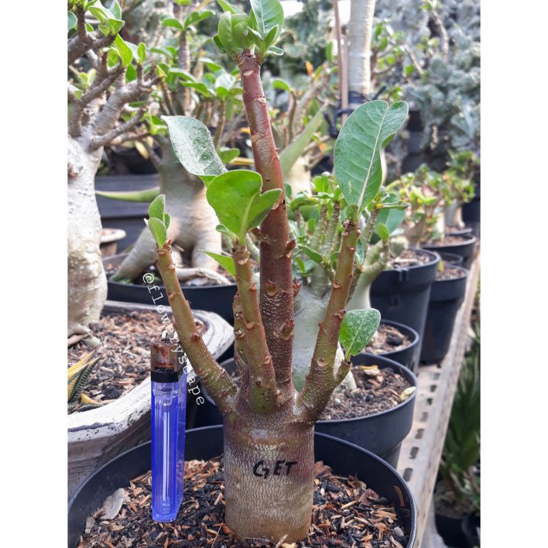 Adenium godji