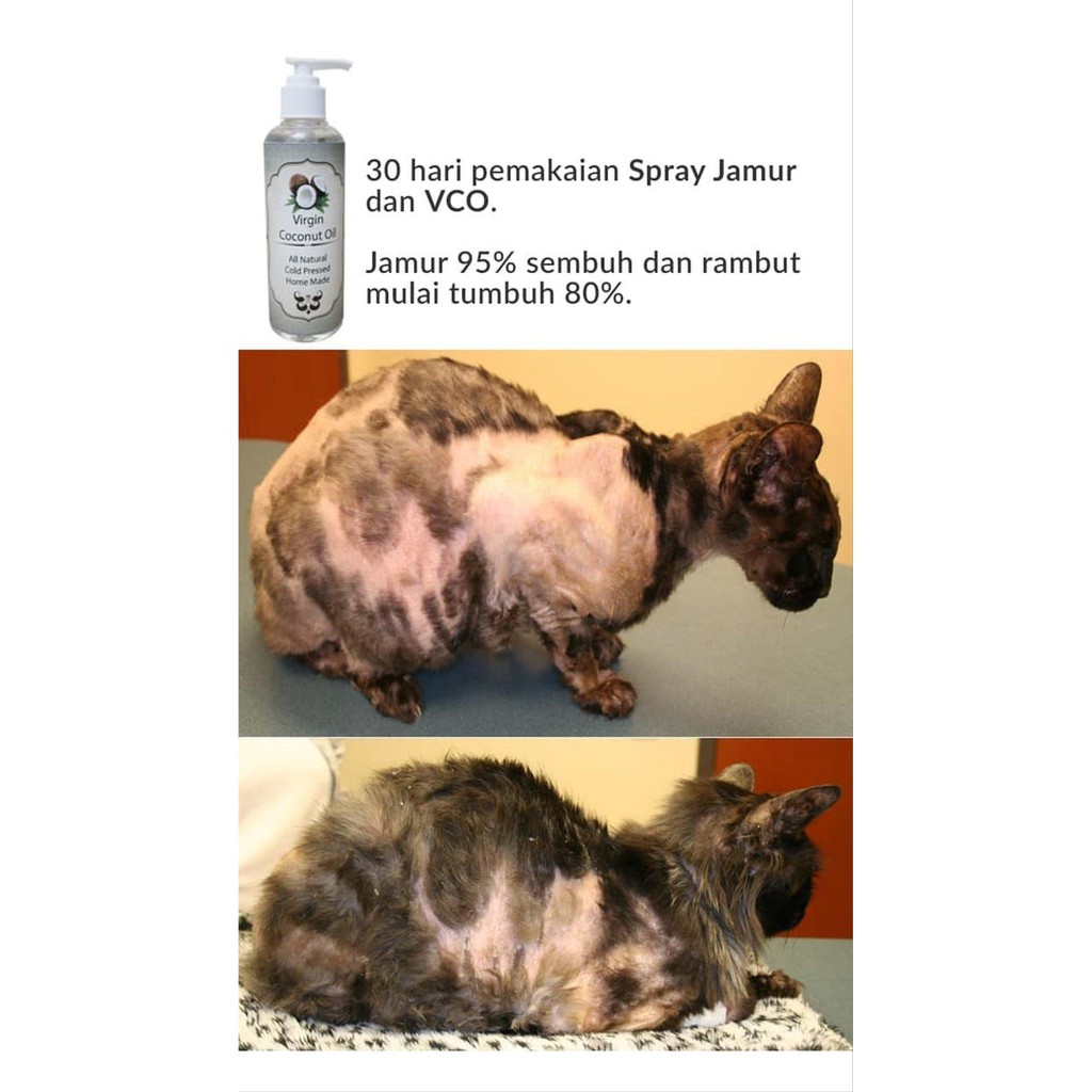 Spray Obat Jamur Kutu Anjing Kucing Terbaik Shopee Indonesia