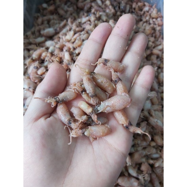 

Balita cumi premium rebus laut ukuran 3-4cm 1kg
