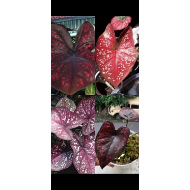 Murah paket 4 bonggol keladi thailand