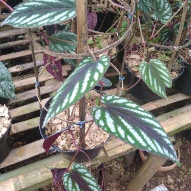 Tanaman sirih keraton-tanaman gantung sirih keraton