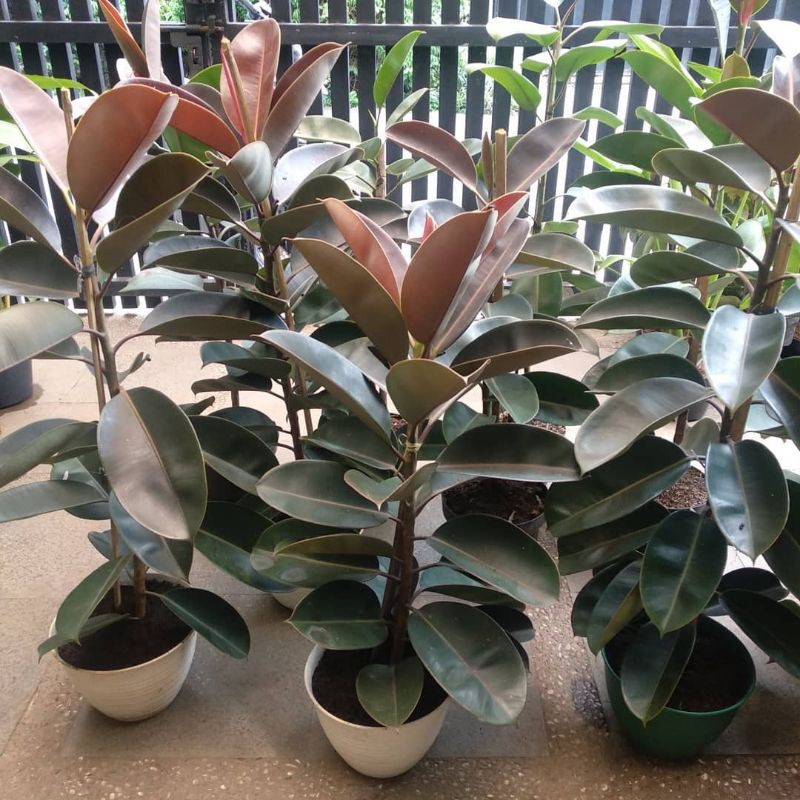 Ficus Elastica Karet  Kebo  Merah Shopee Indonesia