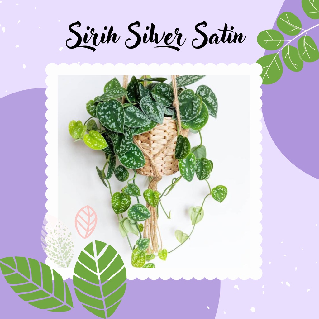 Tanaman Sirih Gantung Sirih Silver Satin Tanaman Sirih Hias Silver Satin