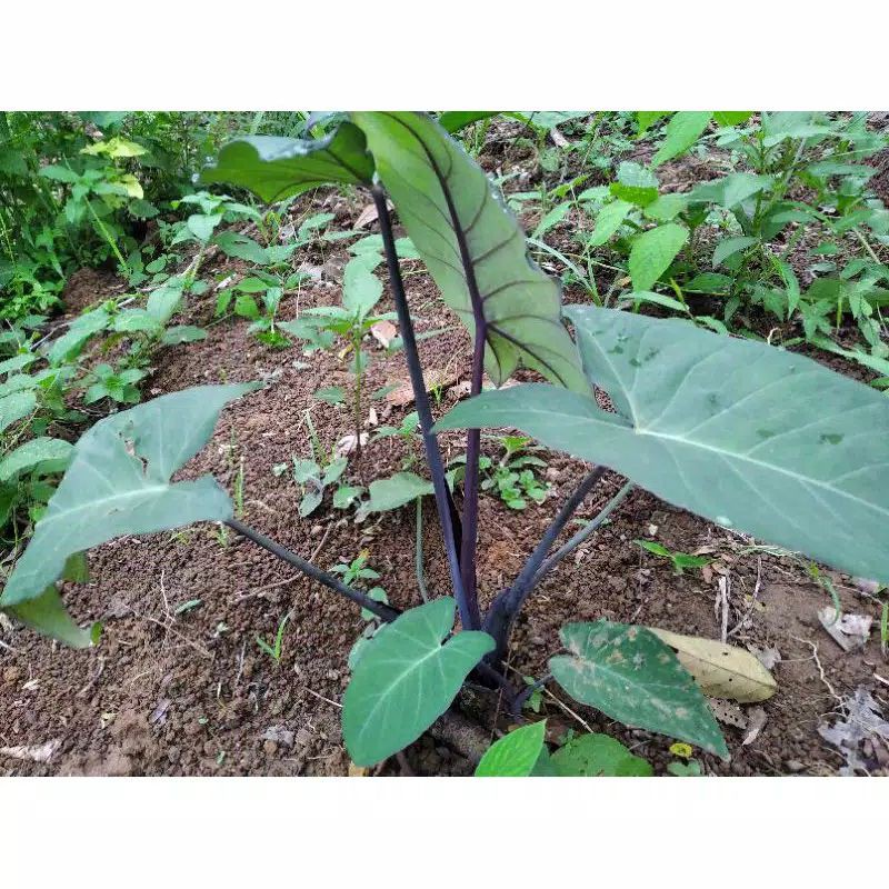 tanaman hias keladi hitam keladi ireng tanaman hias keladium