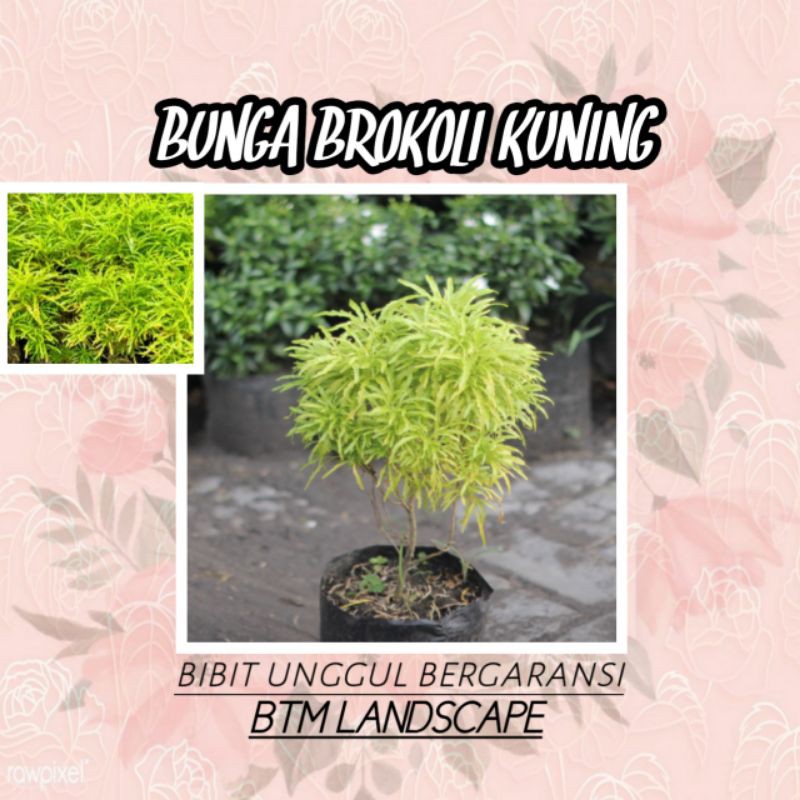 BUNGA BROKOLI KUNING