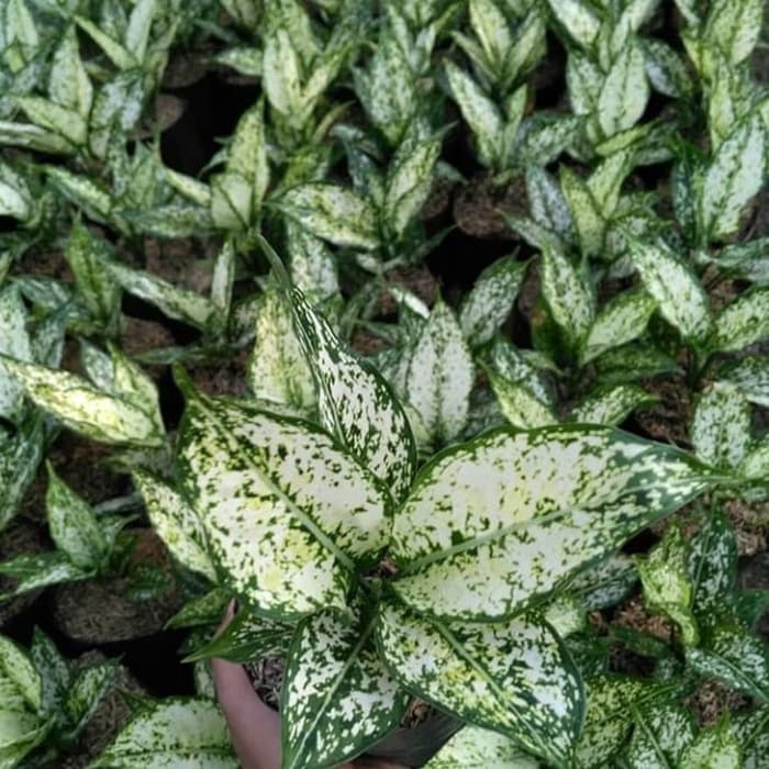 snow white - tanaman hias aglonema snow white
