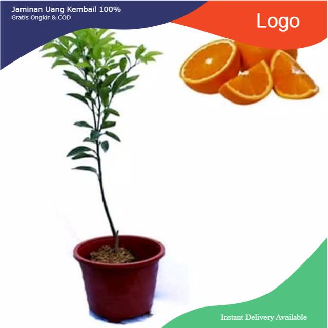 Bibit jeruk sankis okulasi