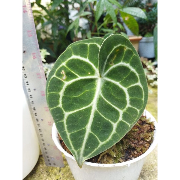 Anthurium Clarinervium ori/ kuping gajah tarantula /kuping gajah karet /pagoda 2 daun