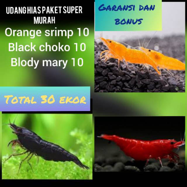 

Udang hias paket super murah