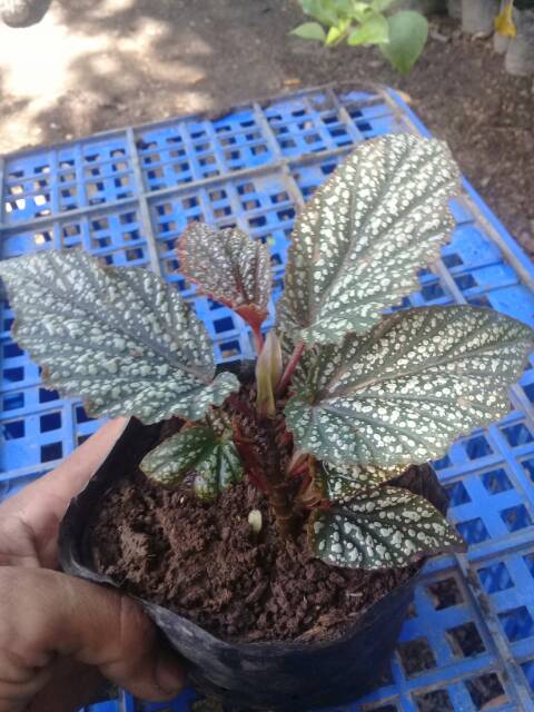 promo Begonia..siver