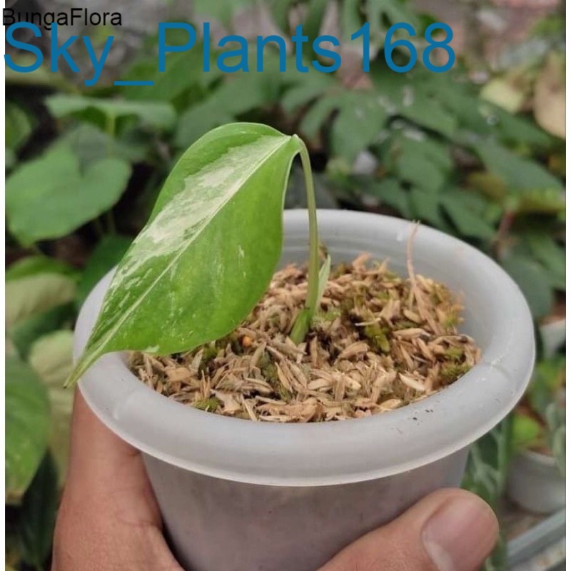 anakan Anakan Monstera Variegata/Monvar Halfmoon