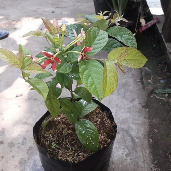 tanaman hias melati belanda bunga merah - melati belanda