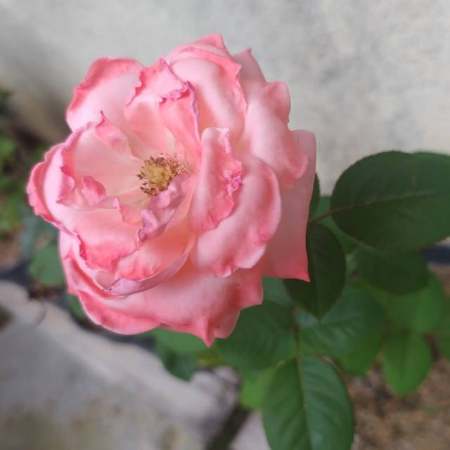 rita.dyandra