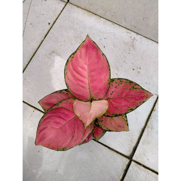 aglonema pink catrin jumbo