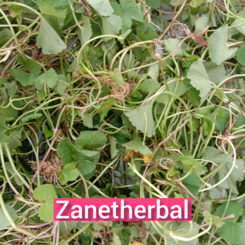 

Daun pegagan alami segar langsung petik 1 kg fresh-az