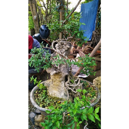 

Bonsai Sakura Mikro Stone "Dorahokky