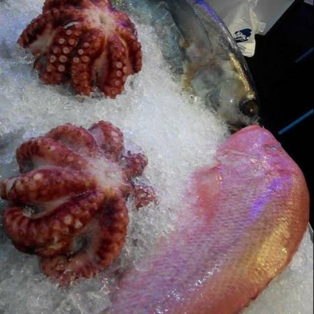 

Gurita Merah Utuh 1kg free Sterofoam