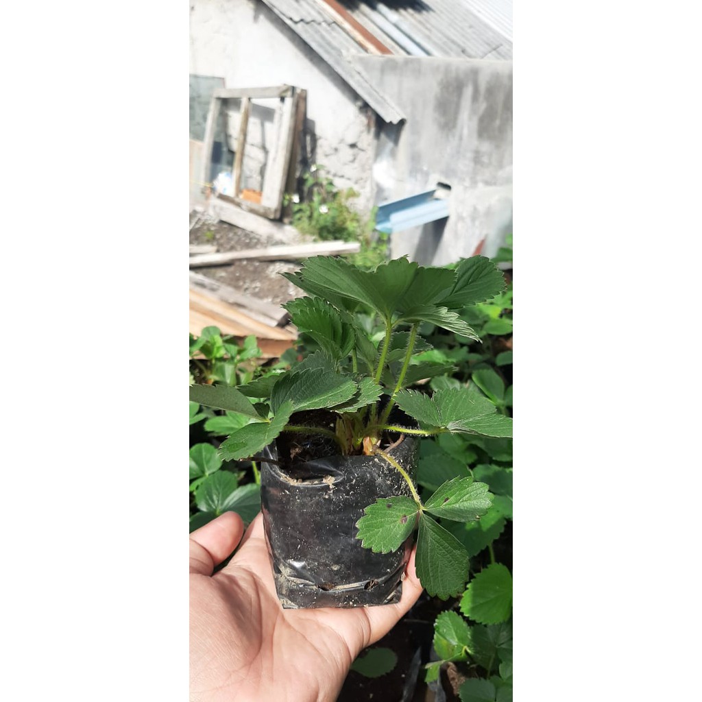 BIBIT STRAWBERRY GIANT AUSTRALIA TANAMAN STRAWBERRY BIBIT STROBERI STROBERY