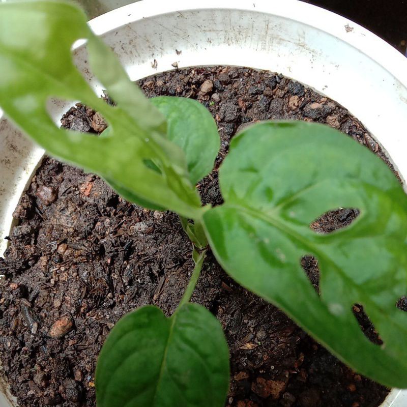 

kembang janda bolong / janbol