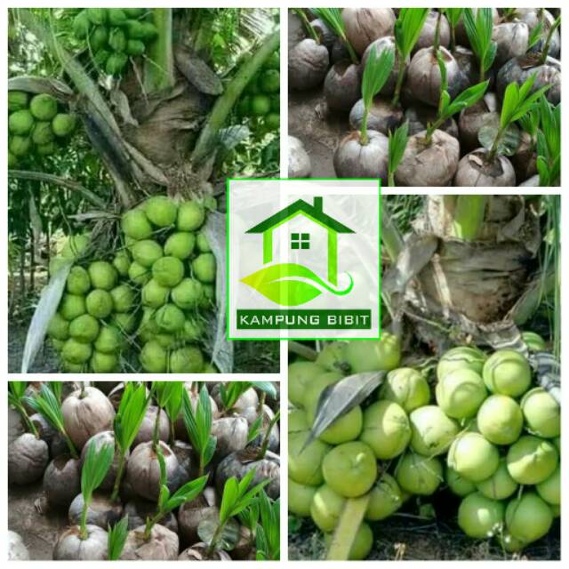 Kelapa Varietas Genjah entok asli (bukan Hibrida)