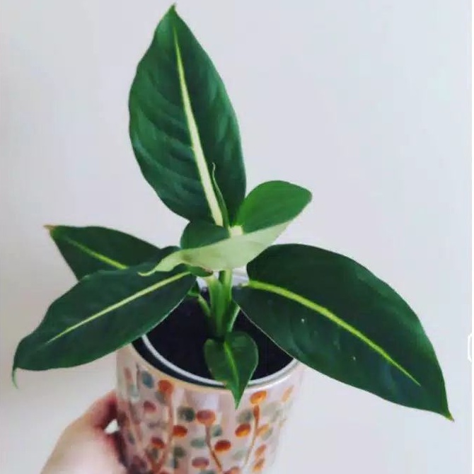 tanaman hias blanceng neon/aglonema blanceng neon