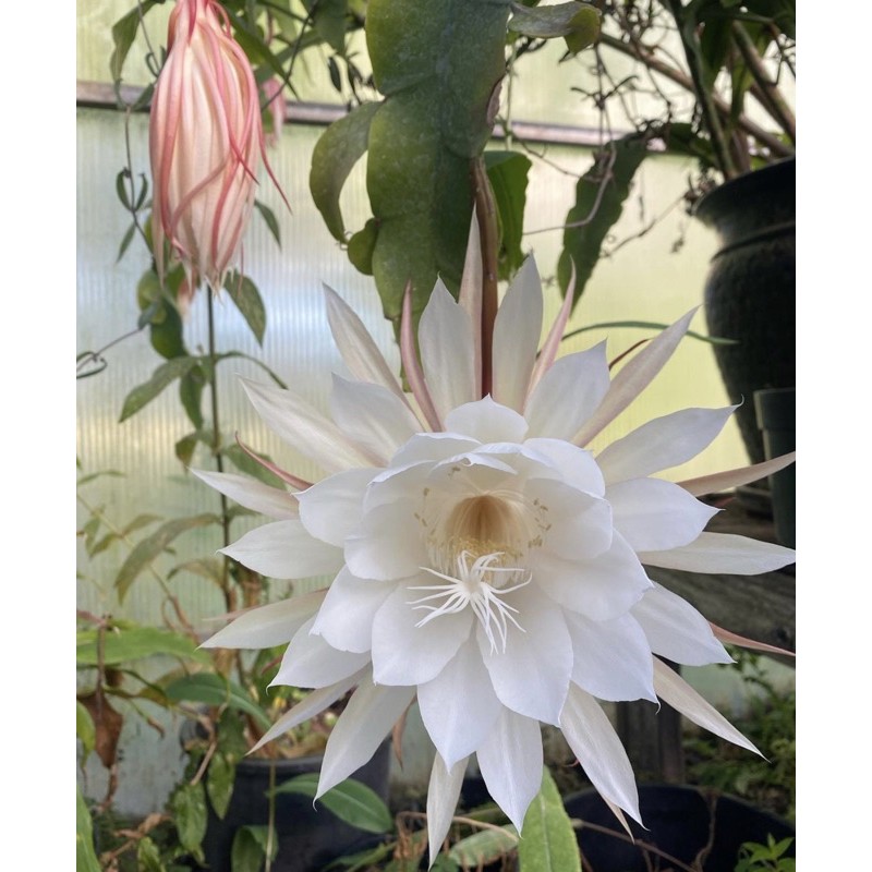 Tanaman hias wijaya kusuma bunga putih besar-Tanaman Hidup-Bunga Hidup-Bunga Hias-Tanaman Gantung