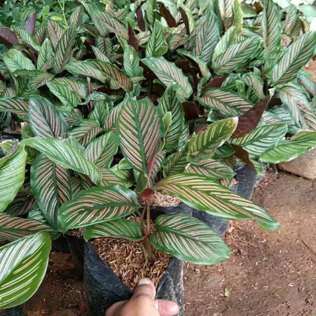 Tanaman Bunga Calathea Sisir Calathea Sisir Murah Terawat dan Segar