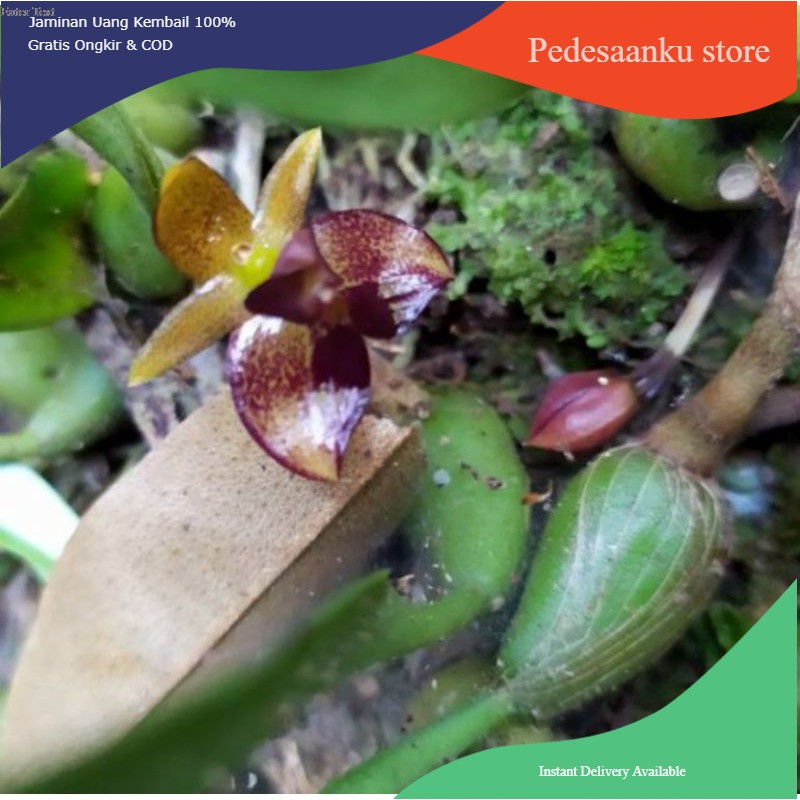 anggrek wangi bulbophyllum ecornutum/ anggrek spesies wangi