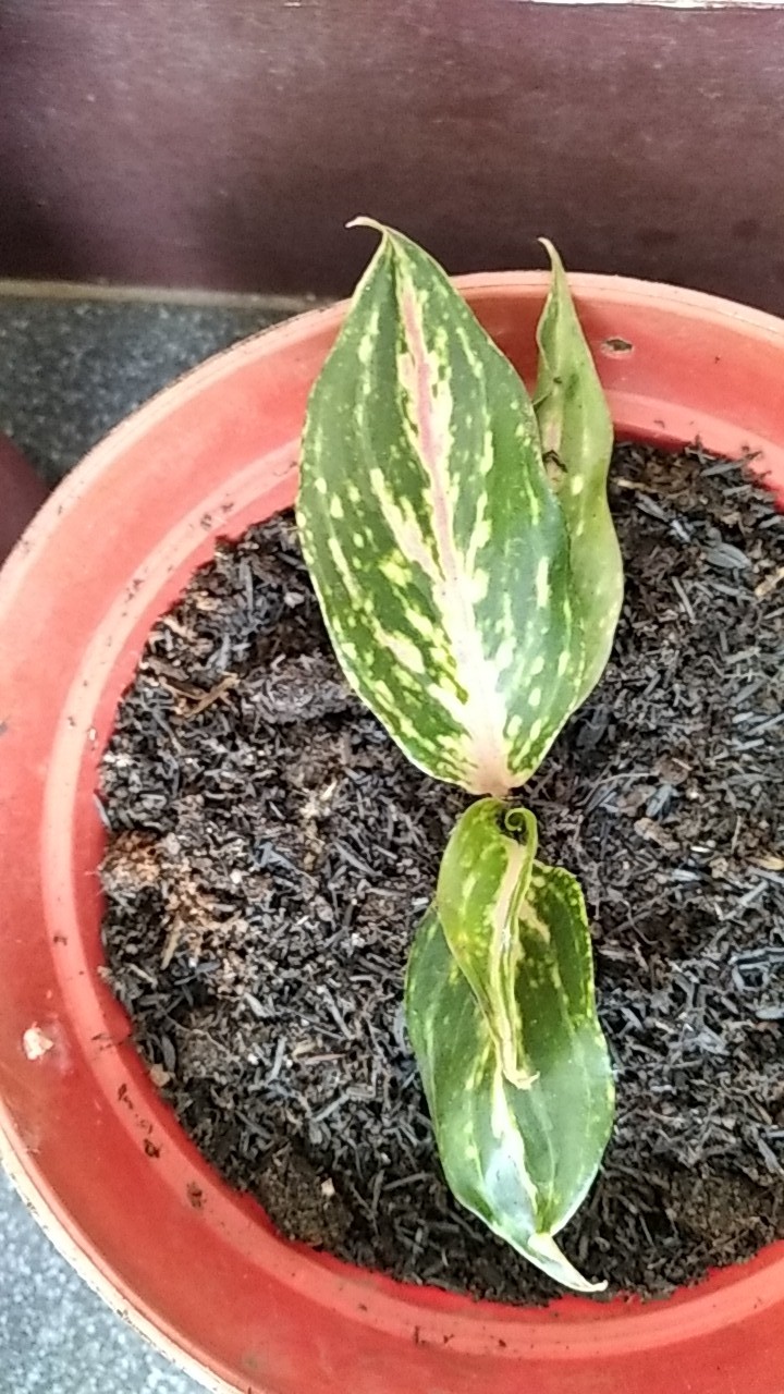 Bibit Aglonema Butterfly